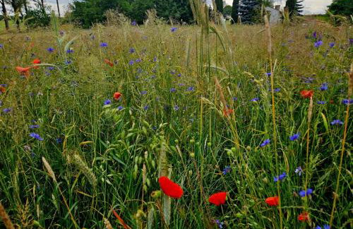 Przystań Osiek - Foto 15