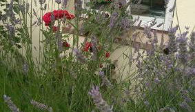 Apartments im Einhornhaus - Photo 3, Garden