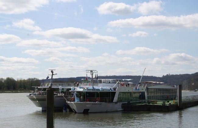 Les Hellebores - Foto 23