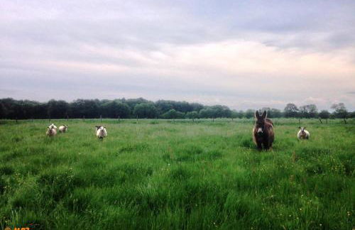 Manoir du Bois Joly - Gîte du Fournil - Foto 54