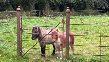 CRESSY HALL - Historic Grade II Listed Manor, Gorgeous Topiary Garden - Foto 5