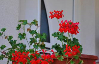 Villa Anka - Foto 33