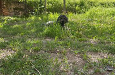 Il Giardino di Sant'Eufemia - Foto 54