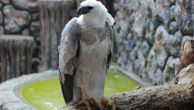 You'll see a wide variety of vultures!