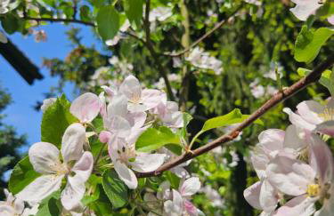 Porębana Osada - Foto 47