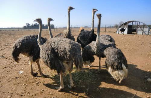 Les Roulottes-Gîtes de la Ferme de l'Autruche Dromoise - Foto 16