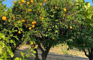 Casa Limone - Foto 63