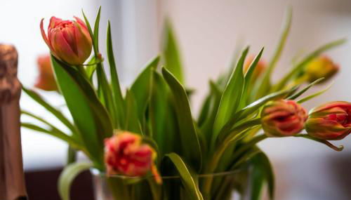 FeWo Paulsen Schobüll - Foto 2