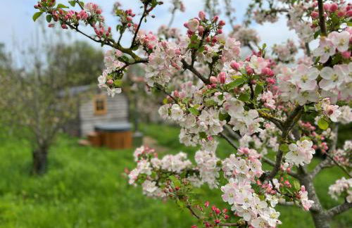 Robins Retreat - Orchard With hot tub - see Extras - Foto 20