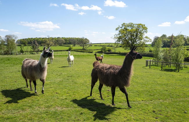 Courtyard Cottage - Foto 7