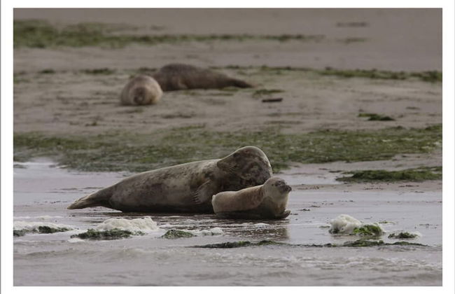 Authentic Farmhouse in Pingjum With Hot Tub - Foto 41