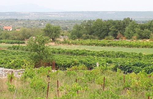 The Olive Garden - Foto 33