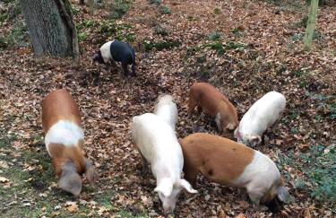 New Forest View - Foto 18