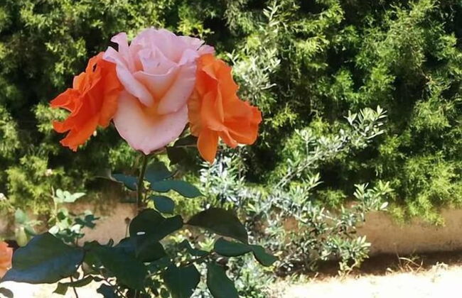 Royal Sunset Studios - Foto 16