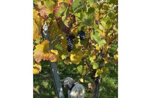 Am Wiiwegli Comfortable holiday residence - Foto 26