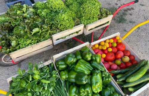 Gîte à la Ferme de Verdurette Cordes-sur-Ciel - Foto 18