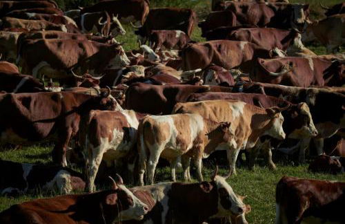 URIA Ferienwohnung - Photo 10