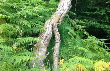 Bijou Cottage in Brontë Country with Wood-burning Stove & Hot Tub Spa - Foto 45