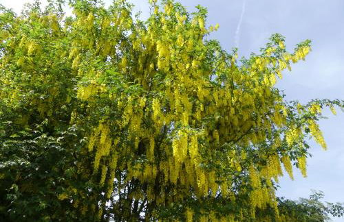 Ferienhaus Damberg - Foto 28