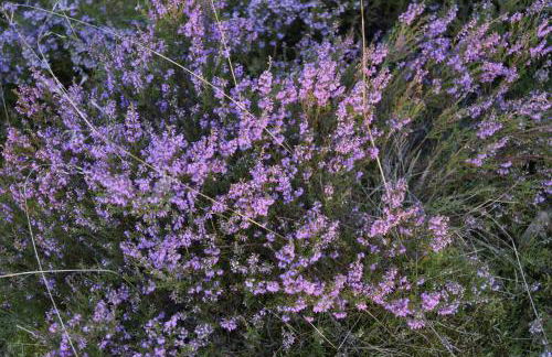 Ferienhaus Wahlers - Foto 42