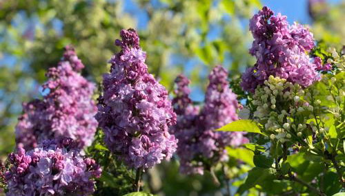 Amsel Appartements - Geruhsam, Sonnig & Zentral - 3-Zimmer-Apartment - Foto 5, Garden, Garden view