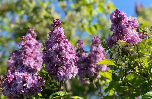Amsel Appartements - Geruhsam, Sonnig & Zentral - 3-Zimmer-Apartment - Foto 5
