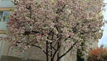 Garden Flat - Foto 2