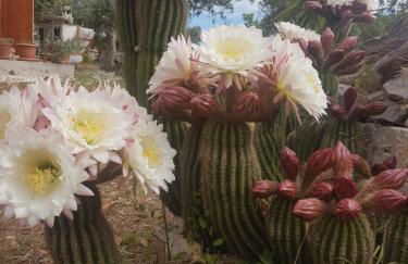 I Trulli Di Nonno Giovanni - Foto 34