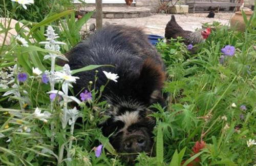 Jurassic Loft Apartment - Foto 19