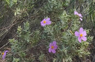 Lecrin Valley holiday home - Foto 37