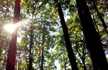 Bio-Ferienwohnung Bodensee Haus Franziskus - Foto 13