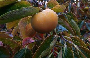 La maison bleue, entre terre et mer - Foto 30