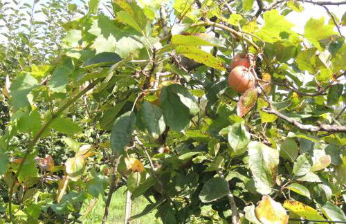 Casa de Campo Pumarada de Oirín - Foto 61