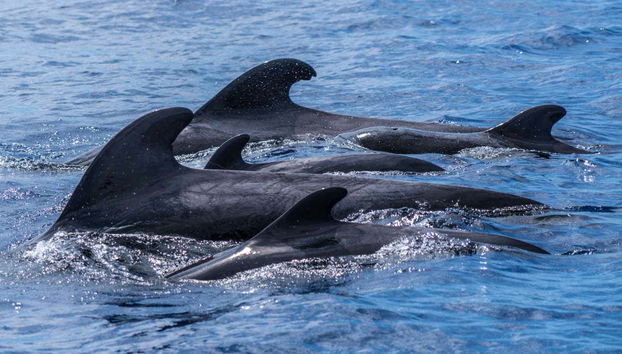 Whale & Dolphin Encounter - Foto 5