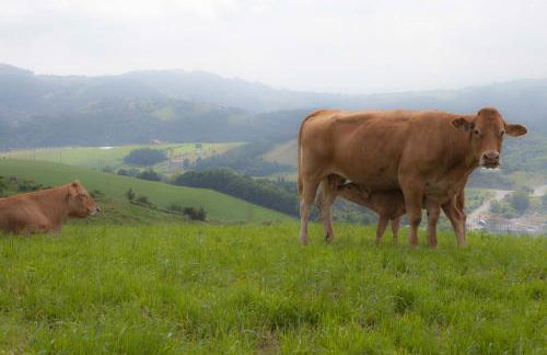 Endaneta Berri - Photo 44