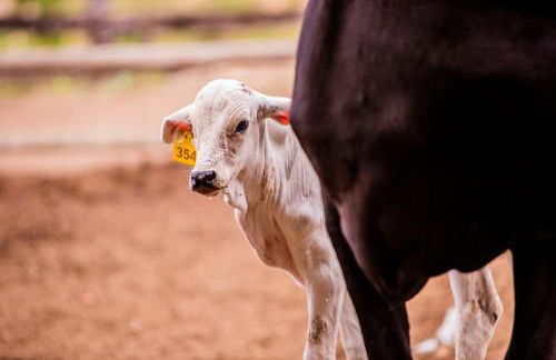Hotel Fazenda Horizonte Belo - Foto 21
