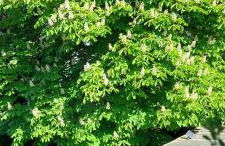 Laukarts Garden - Foto 8