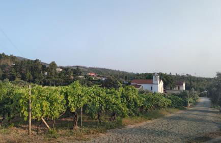 Pomar das Oliveiras - Private Swimming pool - Free EV Chrg - Pet Friendly - Foto 44