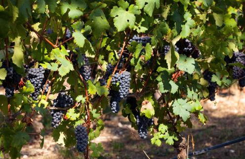 COBUE "Wine resort & Spa" - Foto 34