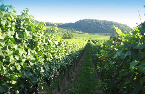 Weingut Landerer - Foto 9