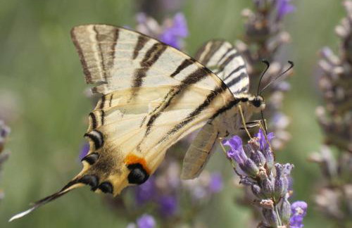 Villa Bacio with heated pool, starlink internet - Foto 38