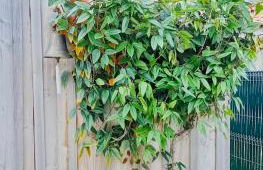 Cocon entre presqu'île du Cap Ferret et plages océanes - terrasse - 1 vélo gratuit - Foto 26