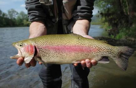 Lux Western Cabin Pool Table Ping Pong Vibes - Foto 79