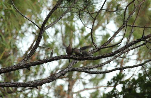 Royal Palms Villa, Pool, Spa, Private Gate, 1,5 acre - Foto 29