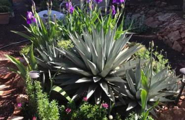 Red Rock Escape - Cozy King Bed Studio & Gardens, Trails, Views, Red Rock Pass - Foto 41