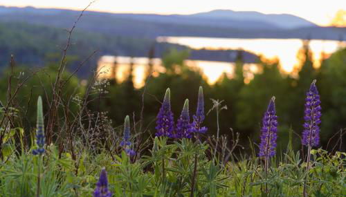 Moose Dance - Foto 5