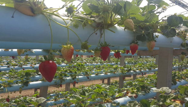 Piantagione di fragole