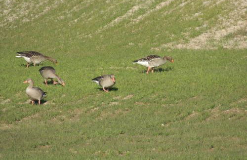 Mirador Ardea Mendixur - Foto 86
