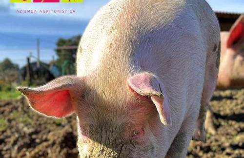 Agriturismo con cucina Il Favaio - Foto 45