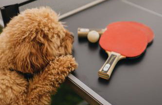 Dreamhill Meloni - Foto 19